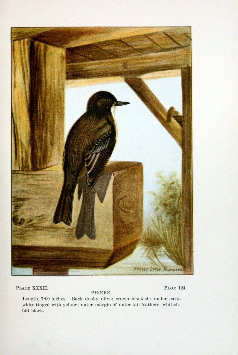 Bird-life : a guide to the study of our common birdsNew York :Appleton,1900. | Birds "Pictorial works" "United States" American Museum Natural History Library | Vintage Print Reproduction 462106