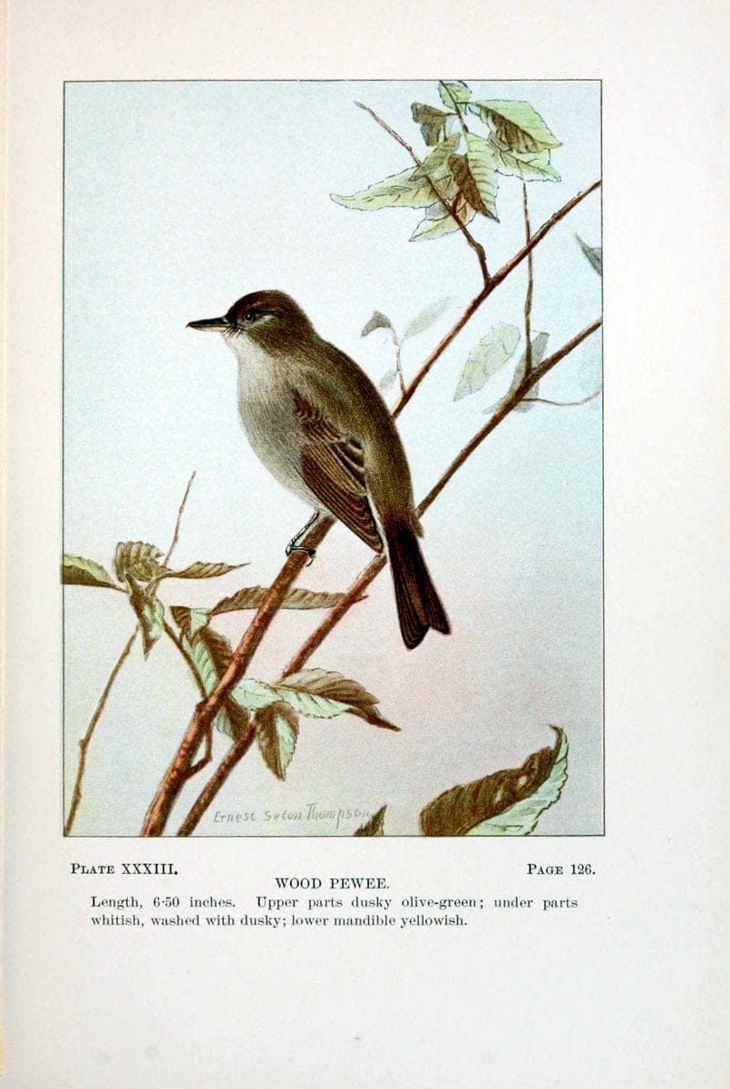 Bird-life : a guide to the study of our common birdsNew York :Appleton,1900. | Birds "Pictorial works" "United States" American Museum Natural History Library | Vintage Print Reproduction 462107