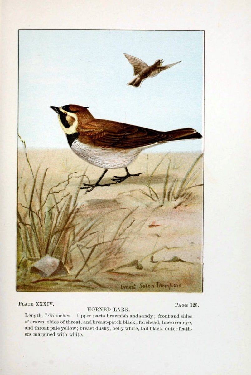 Bird-life : a guide to the study of our common birdsNew York :Appleton,1900. | Birds "Pictorial works" "United States" American Museum Natural History Library | Vintage Print Reproduction 462108