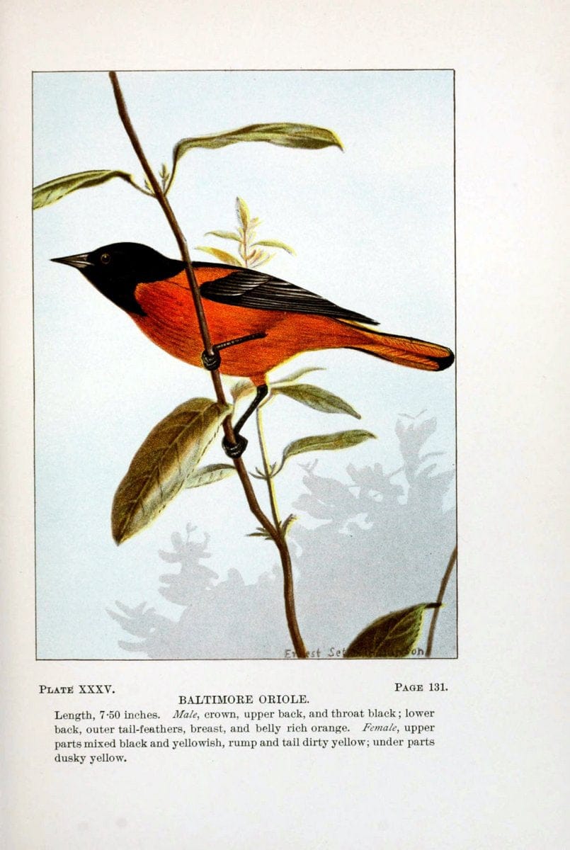 Bird-life : a guide to the study of our common birdsNew York :Appleton,1900. | Birds "Pictorial works" "United States" American Museum Natural History Library | Vintage Print Reproduction 462109