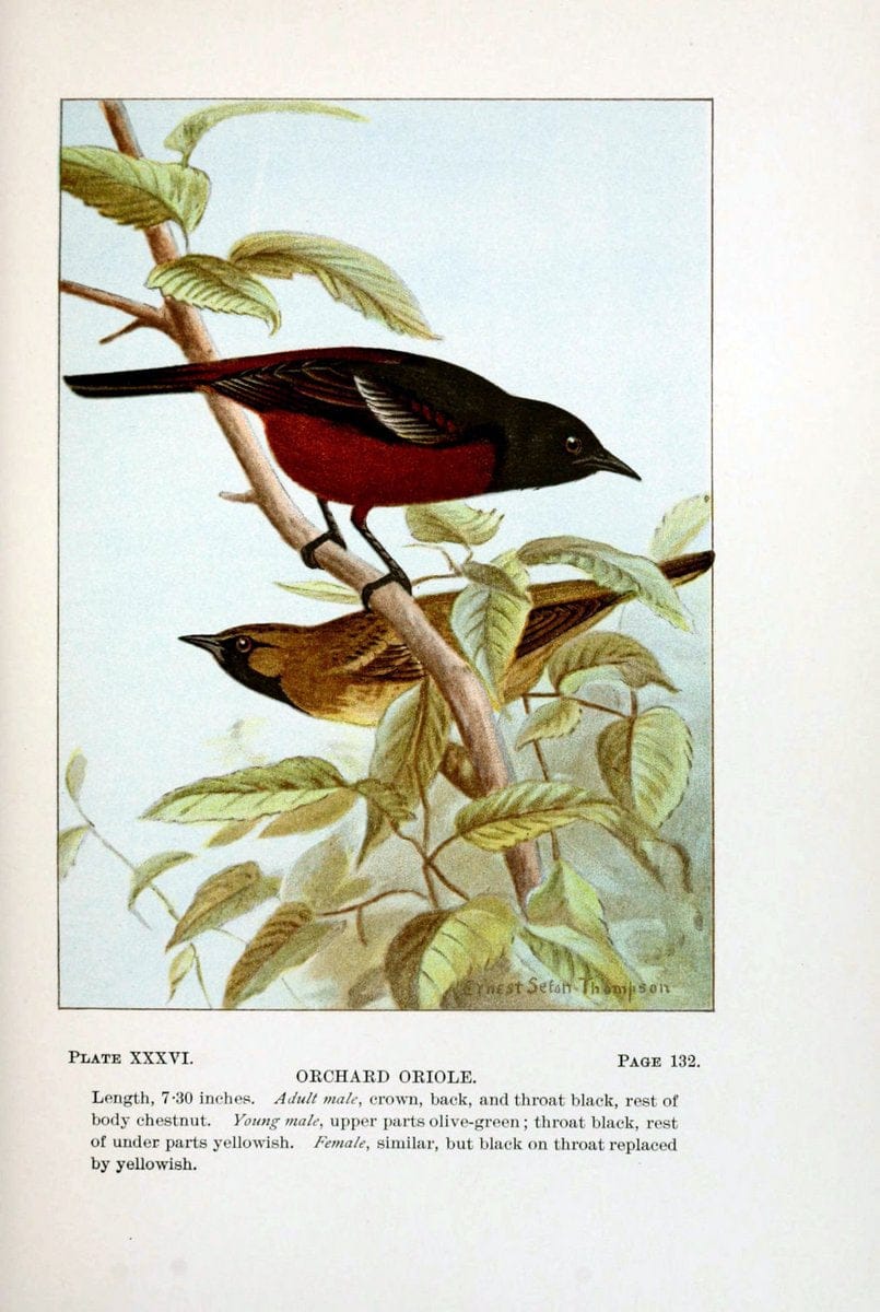 Bird-life : a guide to the study of our common birdsNew York :Appleton,1900. | Birds "Pictorial works" "United States" American Museum Natural History Library | Vintage Print Reproduction 462110