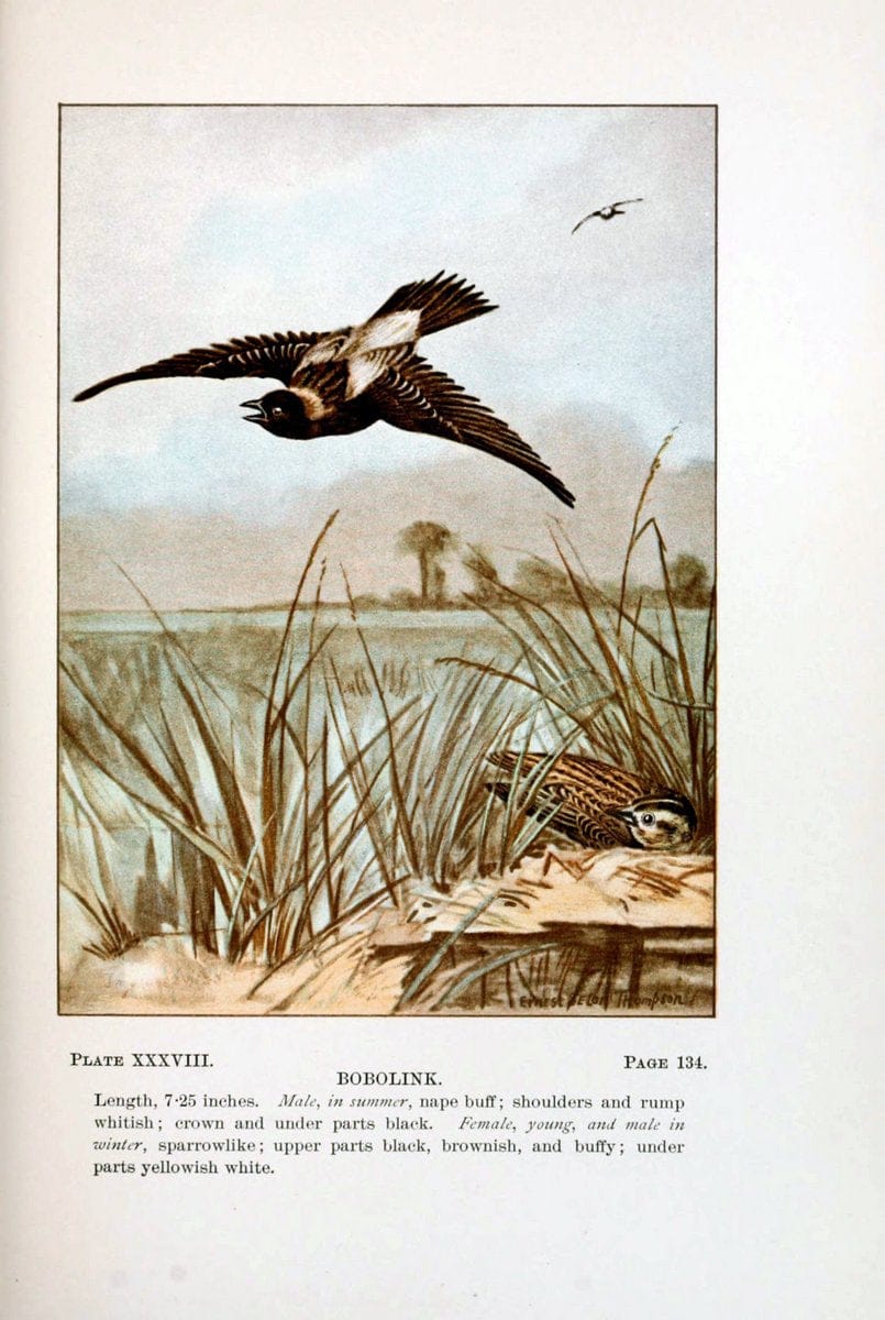 Bird-life : a guide to the study of our common birdsNew York :Appleton,1900. | Birds "Pictorial works" "United States" American Museum Natural History Library | Vintage Print Reproduction 462112