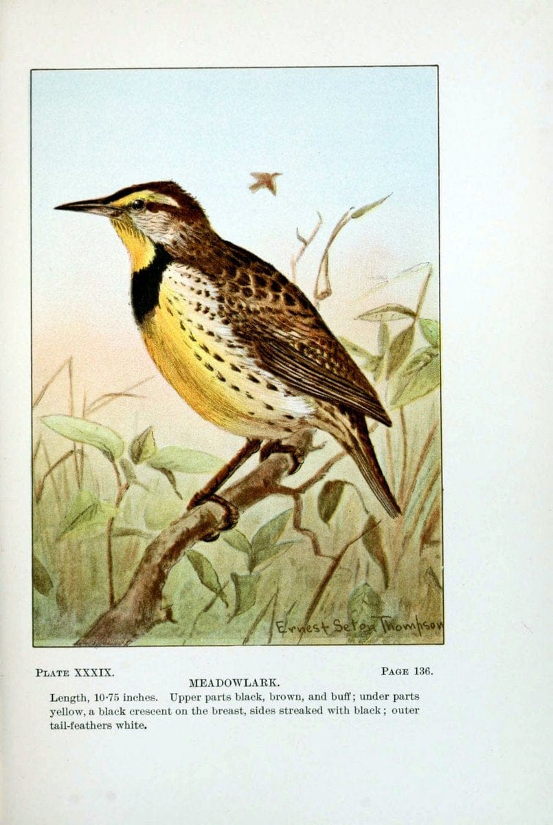 Bird-life : a guide to the study of our common birdsNew York :Appleton,1900. | Birds "Pictorial works" "United States" American Museum Natural History Library | Vintage Print Reproduction 462113