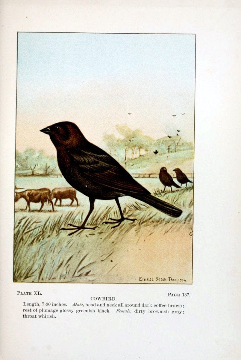 Bird-life : a guide to the study of our common birdsNew York :Appleton,1900. | Birds "Pictorial works" "United States" American Museum Natural History Library | Vintage Print Reproduction 462114