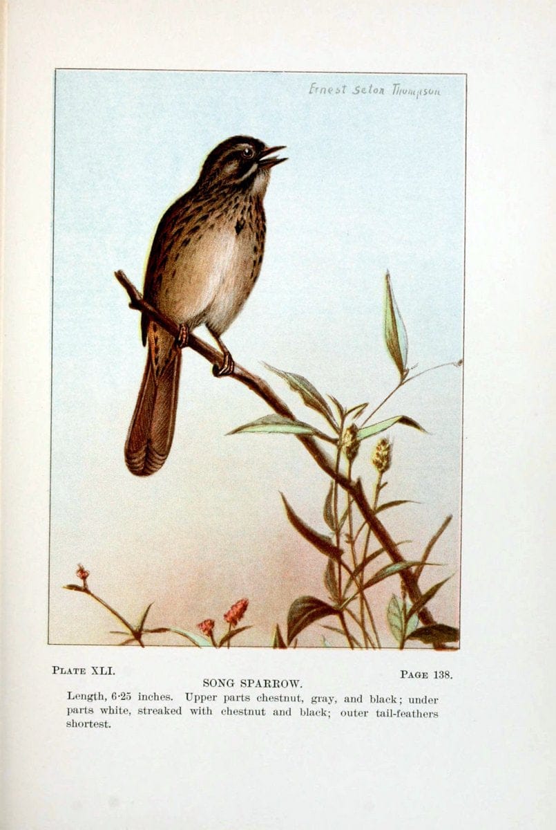 Bird-life : a guide to the study of our common birdsNew York :Appleton,1900. | Birds "Pictorial works" "United States" American Museum Natural History Library | Vintage Print Reproduction 462115