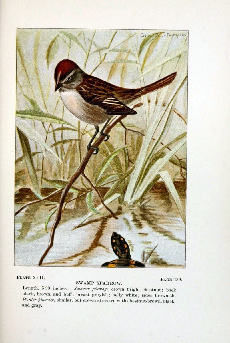 Bird-life : a guide to the study of our common birdsNew York :Appleton,1900. | Birds "Pictorial works" "United States" American Museum Natural History Library | Vintage Print Reproduction 462116