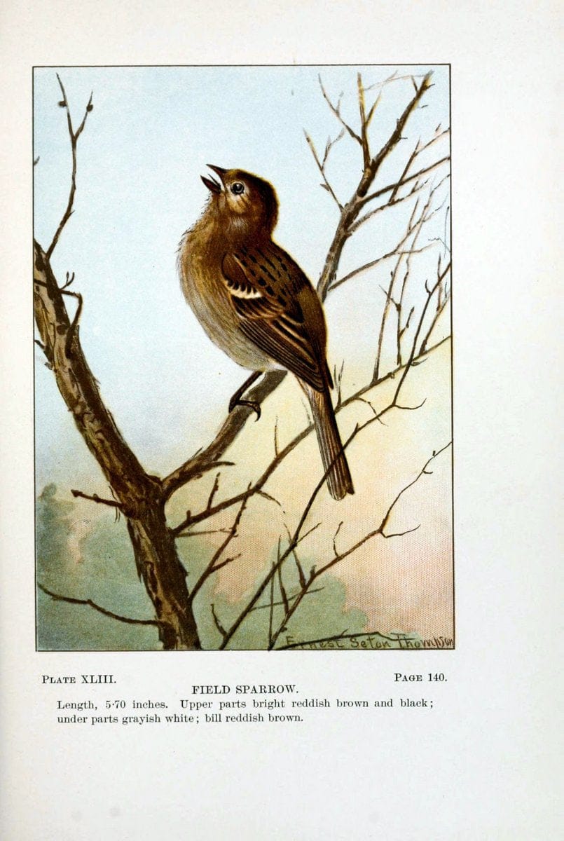 Bird-life : a guide to the study of our common birdsNew York :Appleton,1900. | Birds "Pictorial works" "United States" American Museum Natural History Library | Vintage Print Reproduction 462117