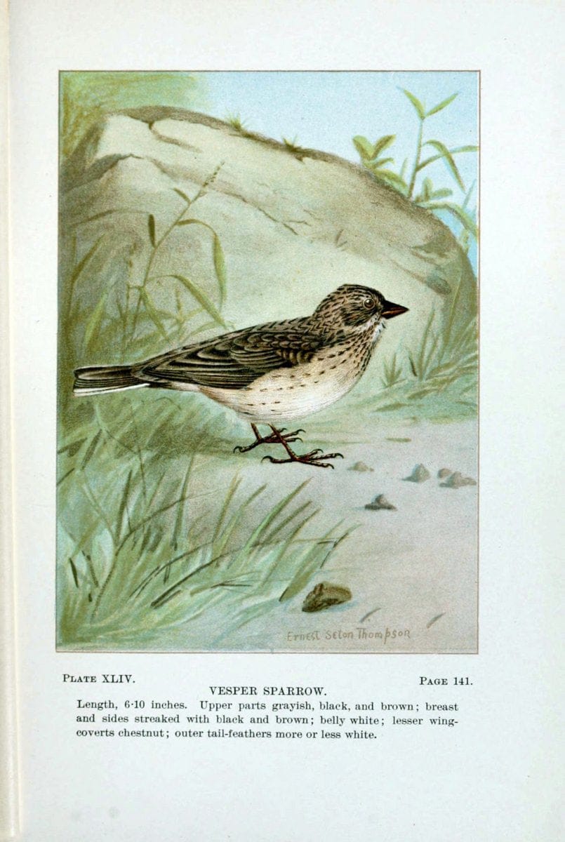 Bird-life : a guide to the study of our common birdsNew York :Appleton,1900. | Birds "Pictorial works" "United States" American Museum Natural History Library | Vintage Print Reproduction 462118