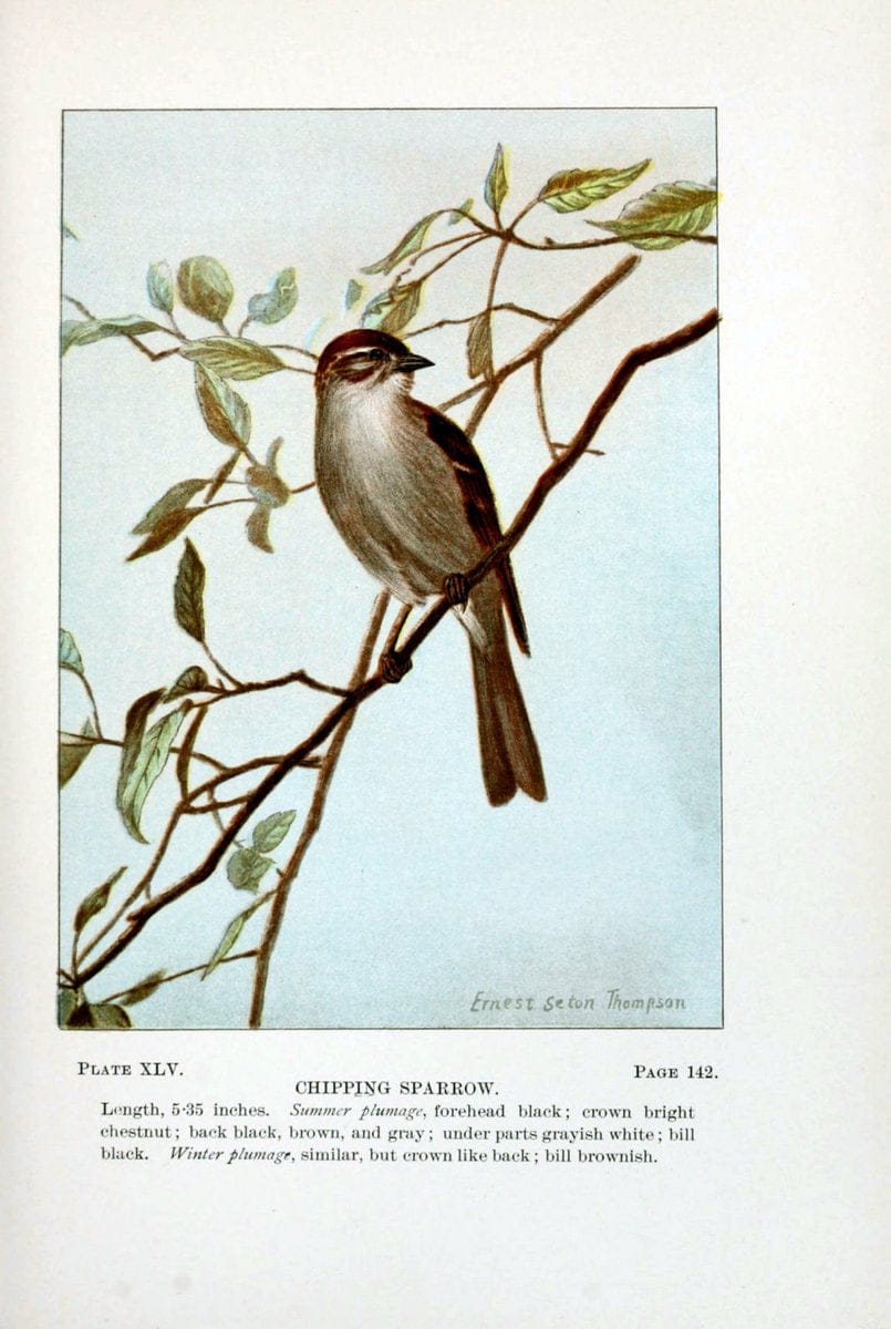 Bird-life : a guide to the study of our common birdsNew York :Appleton,1900. | Birds "Pictorial works" "United States" American Museum Natural History Library | Vintage Print Reproduction 462119
