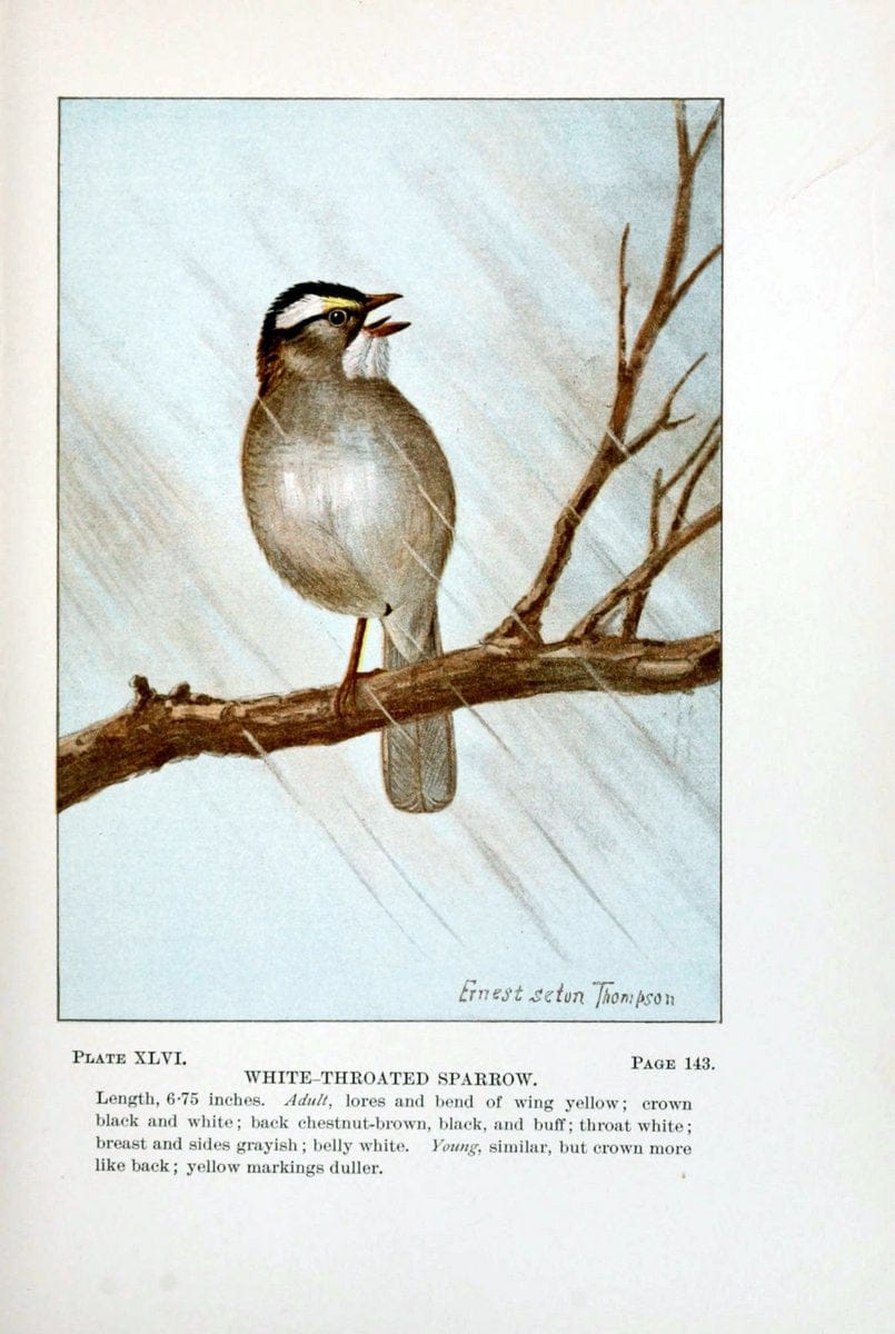 Bird-life : a guide to the study of our common birdsNew York :Appleton,1900. | Birds "Pictorial works" "United States" American Museum Natural History Library | Vintage Print Reproduction 462120
