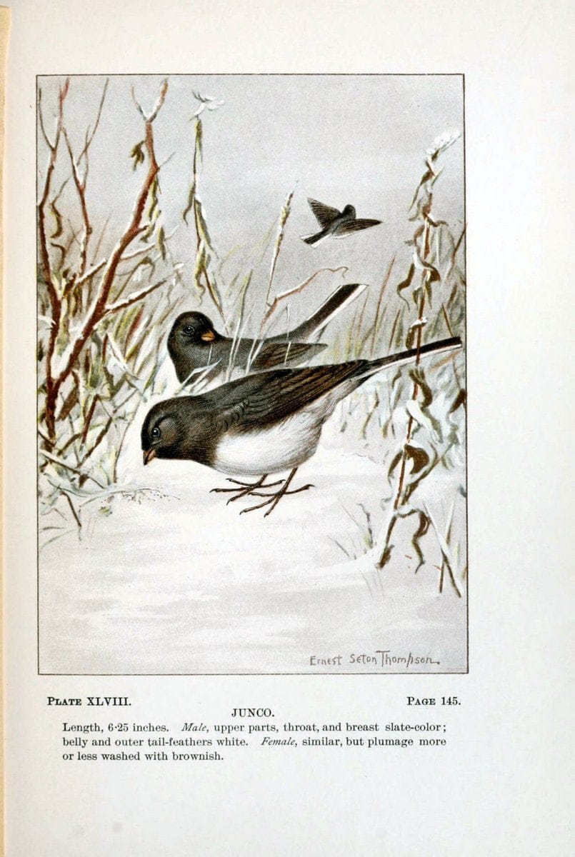 Bird-life : a guide to the study of our common birdsNew York :Appleton,1900. | Birds "Pictorial works" "United States" American Museum Natural History Library | Vintage Print Reproduction 462122