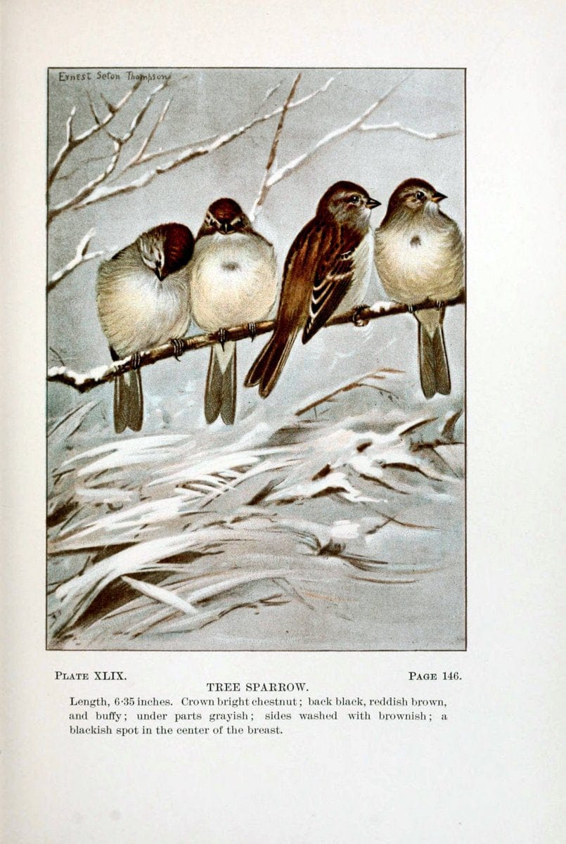 Bird-life : a guide to the study of our common birdsNew York :Appleton,1900. | Birds "Pictorial works" "United States" American Museum Natural History Library | Vintage Print Reproduction 462123