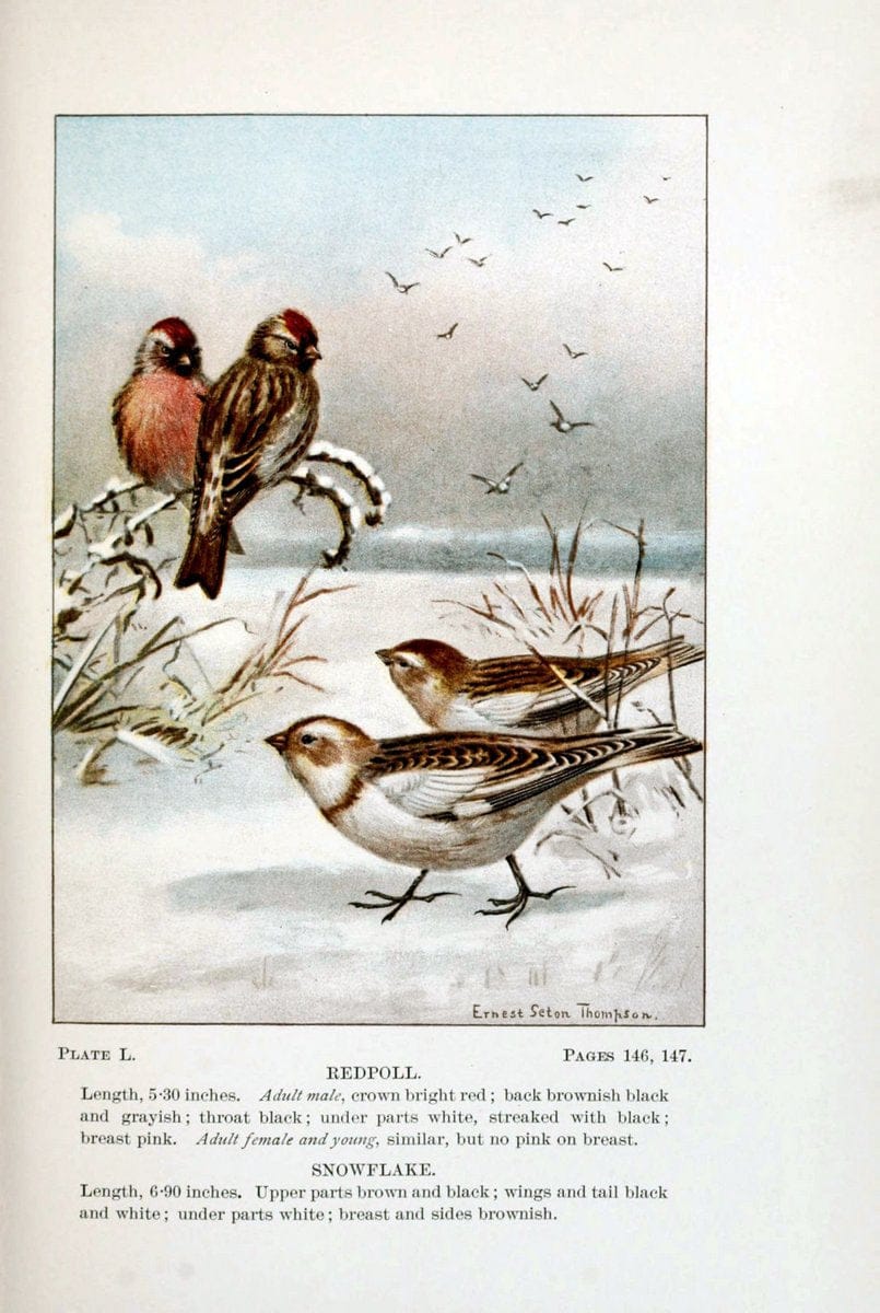 Bird-life : a guide to the study of our common birdsNew York :Appleton,1900. | Birds "Pictorial works" "United States" American Museum Natural History Library | Vintage Print Reproduction 462125