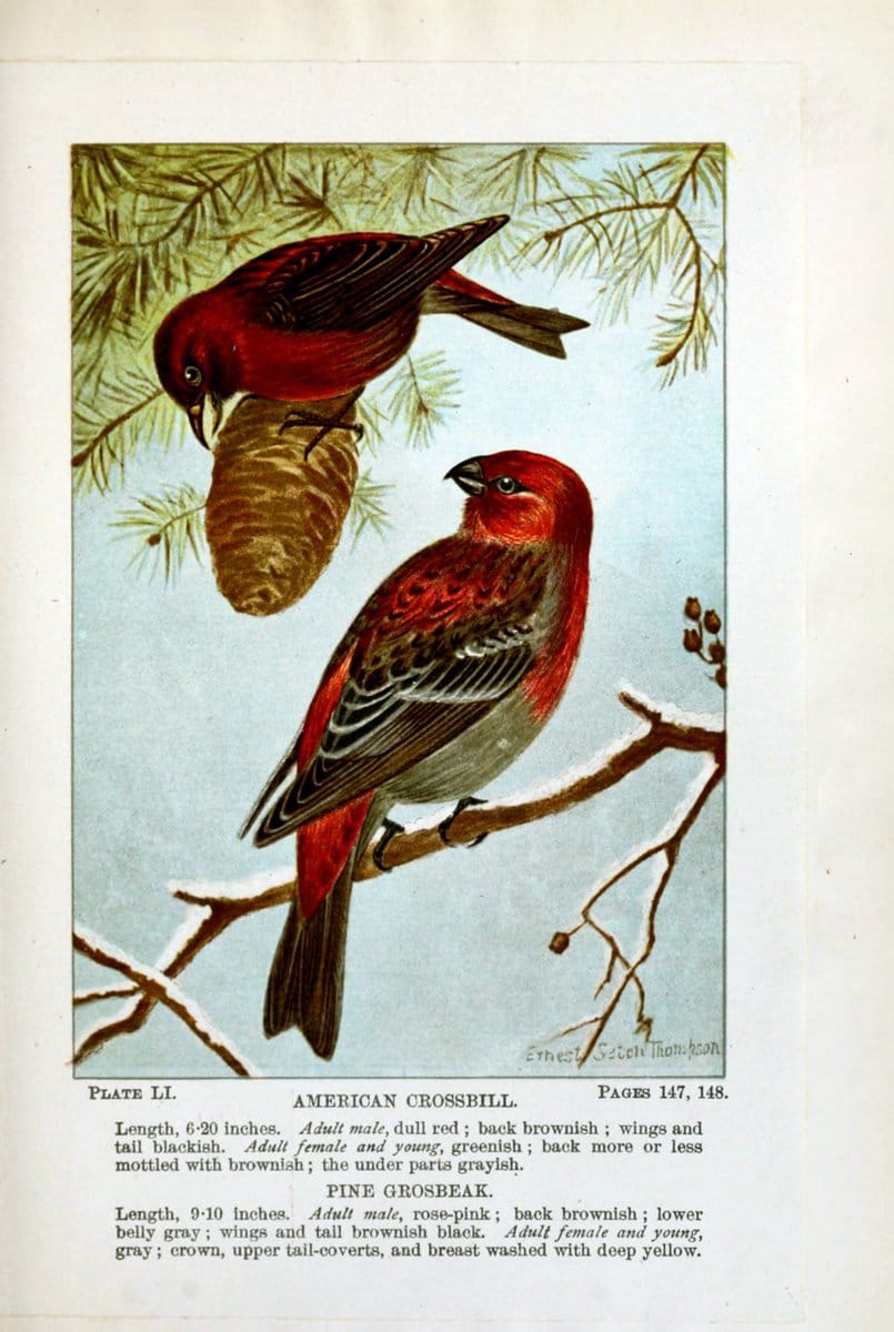 Bird-life : a guide to the study of our common birdsNew York :Appleton,1900. | Birds "Pictorial works" "United States" American Museum Natural History Library | Vintage Print Reproduction 462126