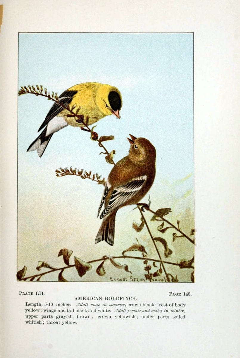 Bird-life : a guide to the study of our common birdsNew York :Appleton,1900. | Birds "Pictorial works" "United States" American Museum Natural History Library | Vintage Print Reproduction 462127