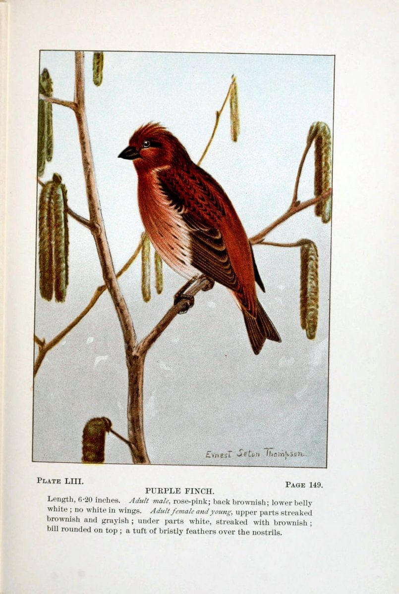 Bird-life : a guide to the study of our common birdsNew York :Appleton,1900. | Birds "Pictorial works" "United States" American Museum Natural History Library | Vintage Print Reproduction 462128