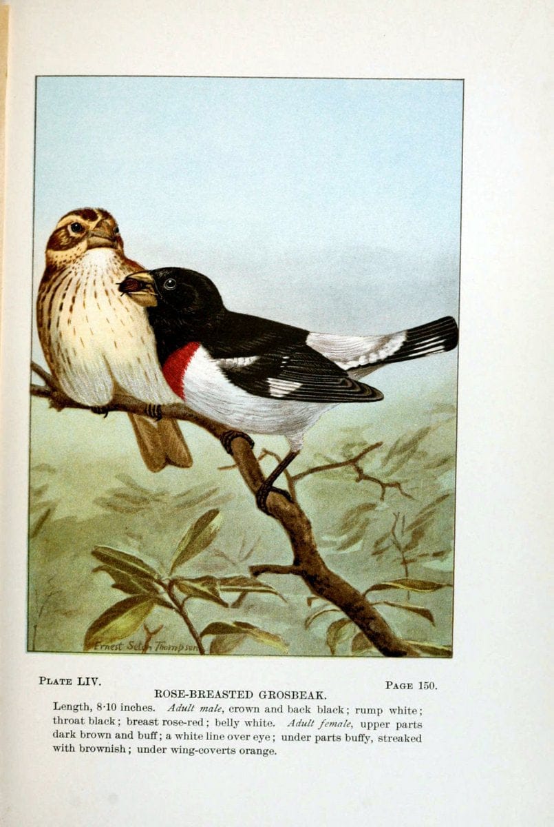 Bird-life : a guide to the study of our common birdsNew York :Appleton,1900. | Birds "Pictorial works" "United States" American Museum Natural History Library | Vintage Print Reproduction 462129