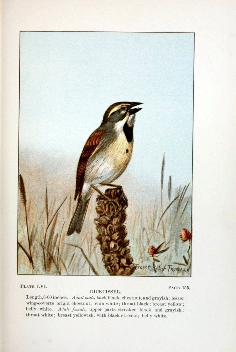 Bird-life : a guide to the study of our common birdsNew York :Appleton,1900. | Birds "Pictorial works" "United States" American Museum Natural History Library | Vintage Print Reproduction 462130