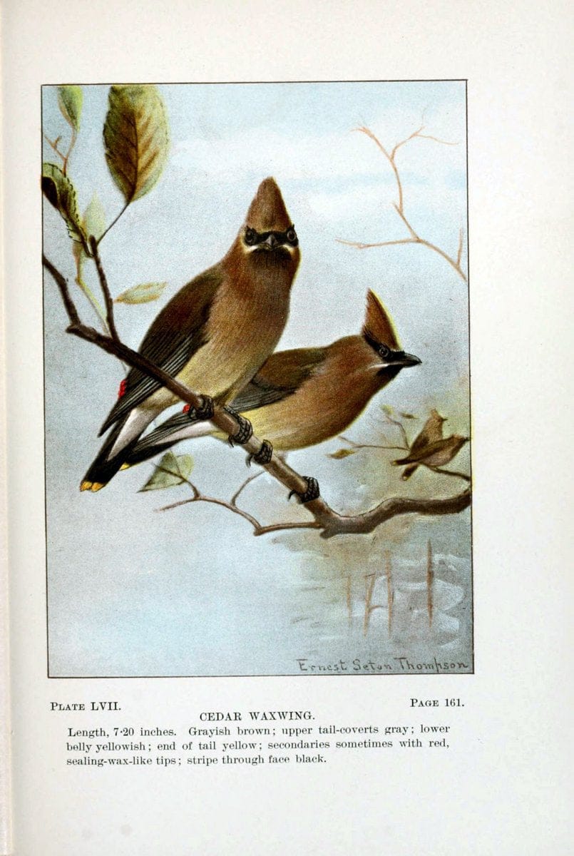 Bird-life : a guide to the study of our common birdsNew York :Appleton,1900. | Birds "Pictorial works" "United States" American Museum Natural History Library | Vintage Print Reproduction 462131