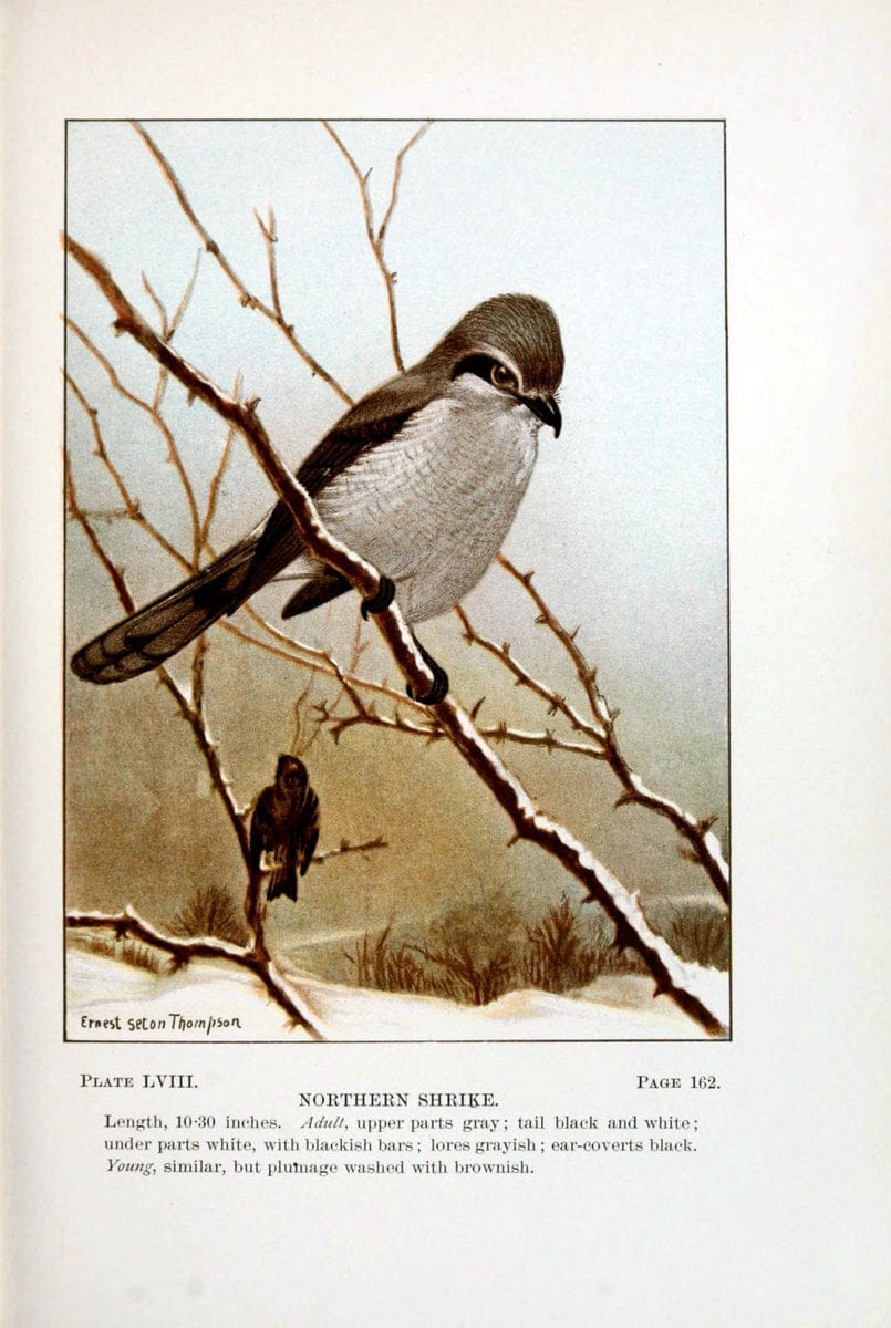 Bird-life : a guide to the study of our common birdsNew York :Appleton,1900. | Birds "Pictorial works" "United States" American Museum Natural History Library | Vintage Print Reproduction 462132