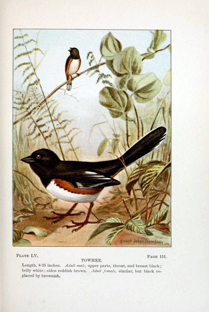 Bird-life : a guide to the study of our common birdsNew York :Appleton,1900. | Birds "Pictorial works" "United States" American Museum Natural History Library | Vintage Print Reproduction 462133