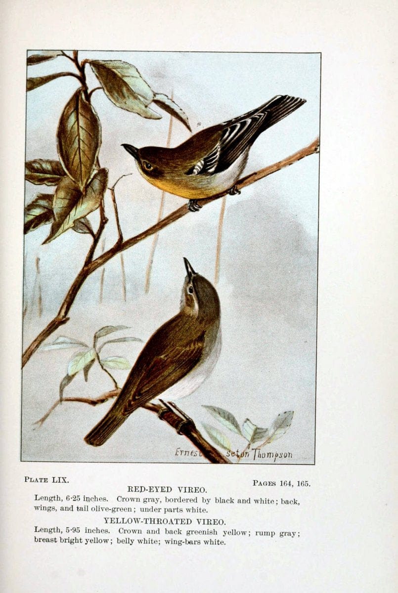 Bird-life : a guide to the study of our common birdsNew York :Appleton,1900. | Birds "Pictorial works" "United States" American Museum Natural History Library | Vintage Print Reproduction 462134