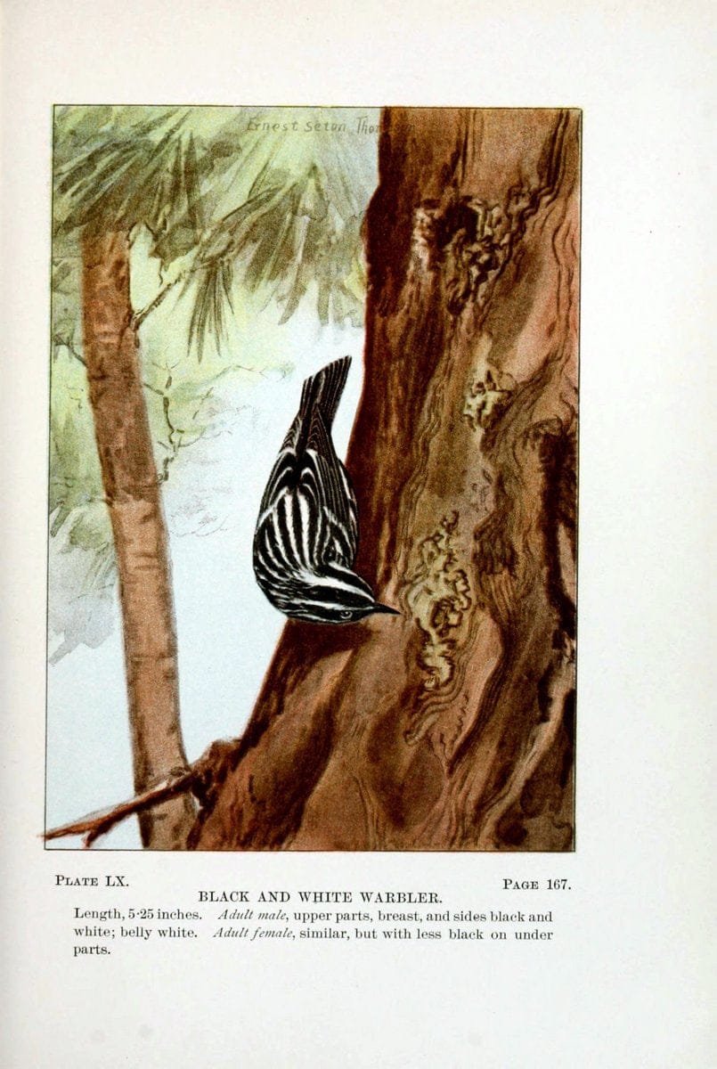 Bird-life : a guide to the study of our common birdsNew York :Appleton,1900. | Birds "Pictorial works" "United States" American Museum Natural History Library | Vintage Print Reproduction 462135