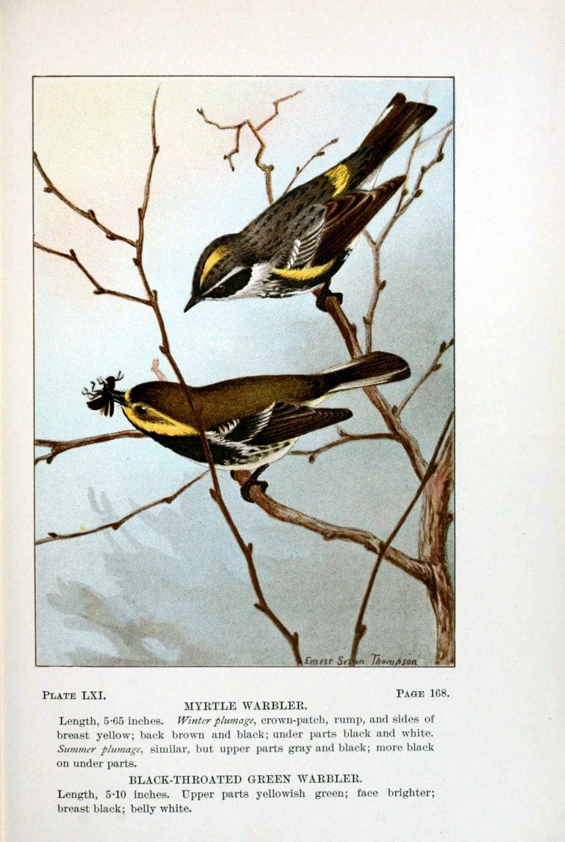 Bird-life : a guide to the study of our common birdsNew York :Appleton,1900. | Birds "Pictorial works" "United States" American Museum Natural History Library | Vintage Print Reproduction 462136