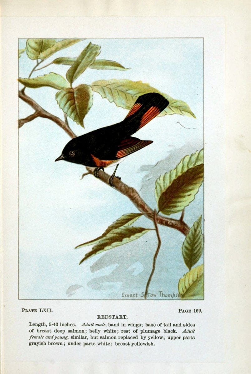 Bird-life : a guide to the study of our common birdsNew York :Appleton,1900. | Birds "Pictorial works" "United States" American Museum Natural History Library | Vintage Print Reproduction 462137