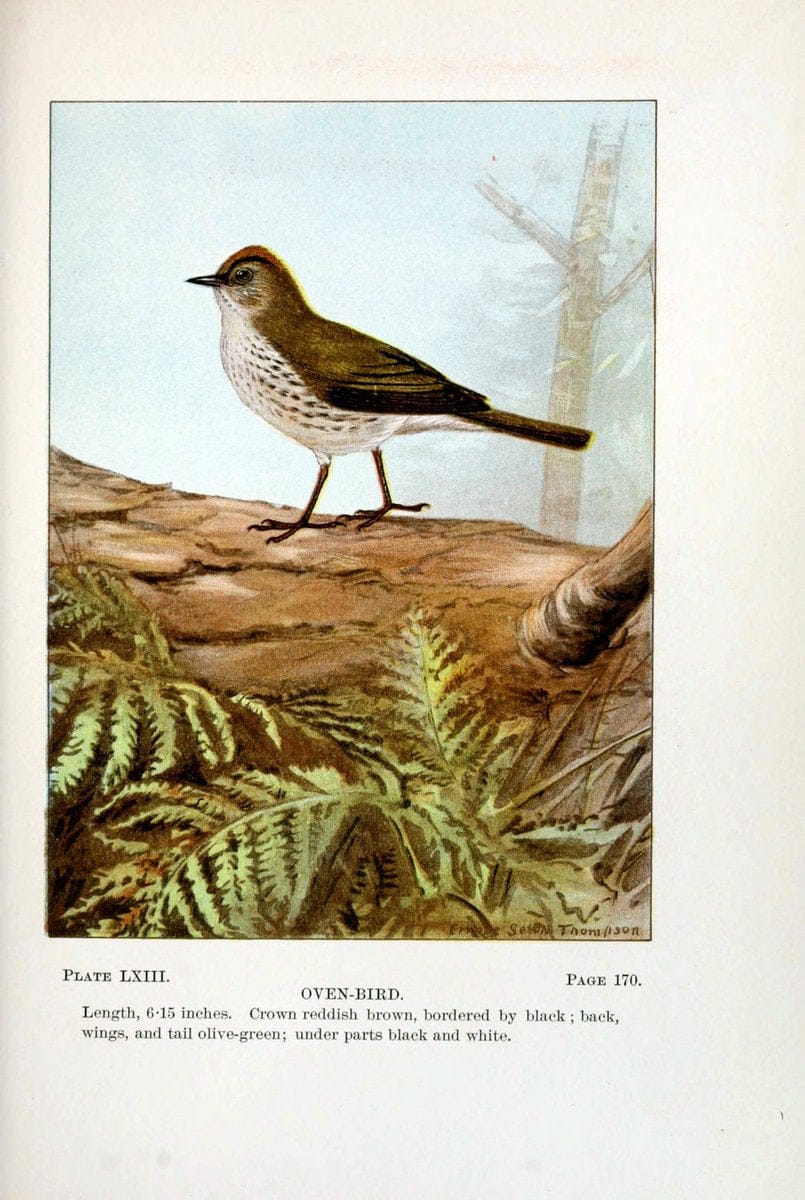 Bird-life : a guide to the study of our common birdsNew York :Appleton,1900. | Birds "Pictorial works" "United States" American Museum Natural History Library | Vintage Print Reproduction 462138