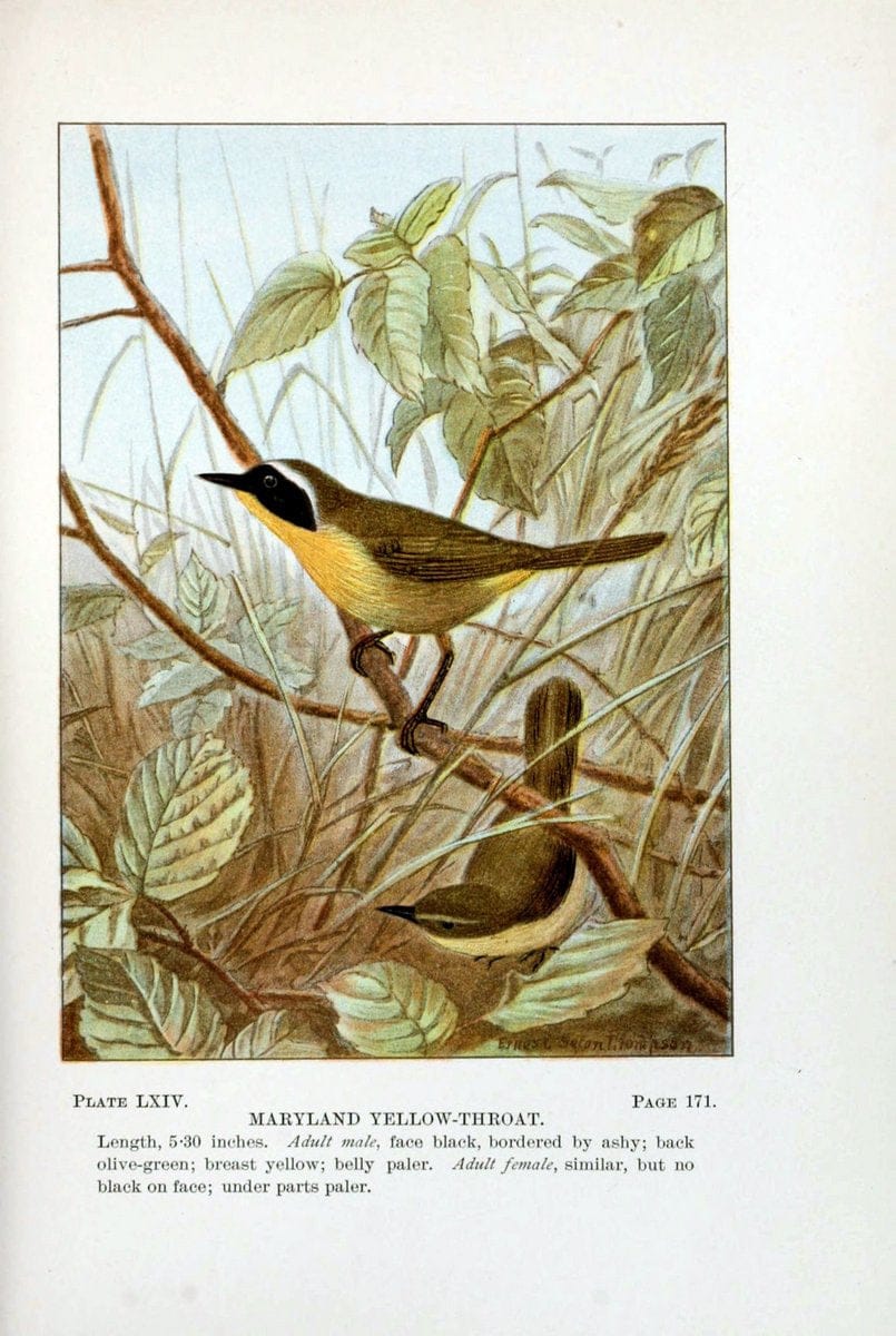 Bird-life : a guide to the study of our common birdsNew York :Appleton,1900. | Birds "Pictorial works" "United States" American Museum Natural History Library | Vintage Print Reproduction 462139
