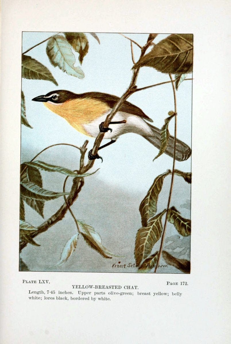 Bird-life : a guide to the study of our common birdsNew York :Appleton,1900. | Birds "Pictorial works" "United States" American Museum Natural History Library | Vintage Print Reproduction 462140