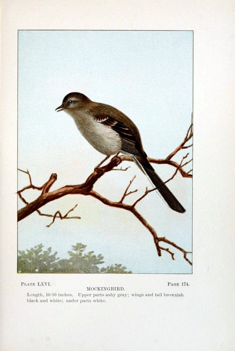 Bird-life : a guide to the study of our common birdsNew York :Appleton,1900. | Birds "Pictorial works" "United States" American Museum Natural History Library | Vintage Print Reproduction 462141