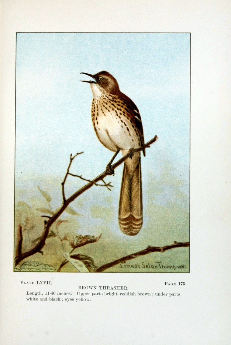 Bird-life : a guide to the study of our common birdsNew York :Appleton,1900. | Birds "Pictorial works" "United States" American Museum Natural History Library | Vintage Print Reproduction 462143