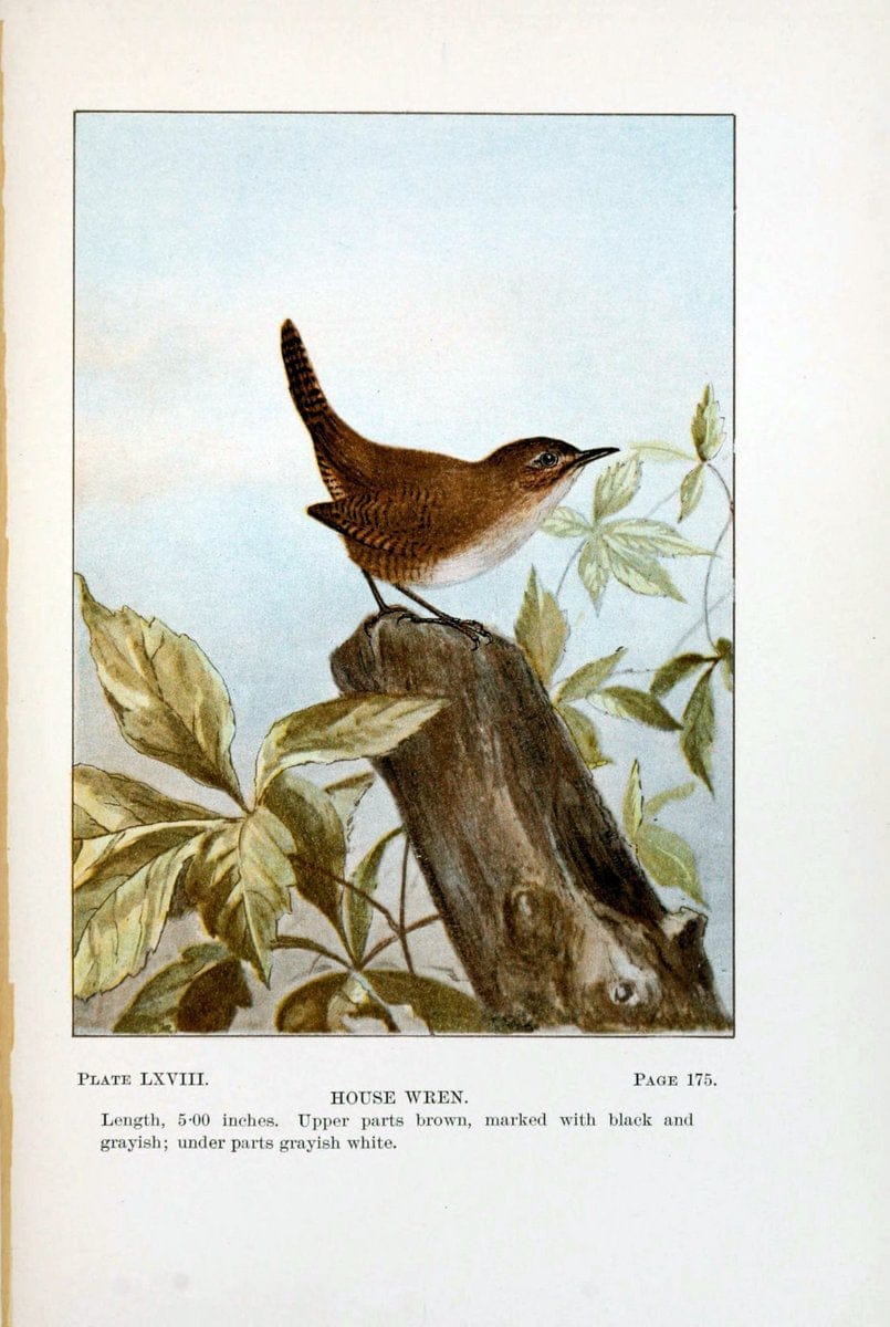 Bird-life : a guide to the study of our common birdsNew York :Appleton,1900. | Birds "Pictorial works" "United States" American Museum Natural History Library | Vintage Print Reproduction 462144
