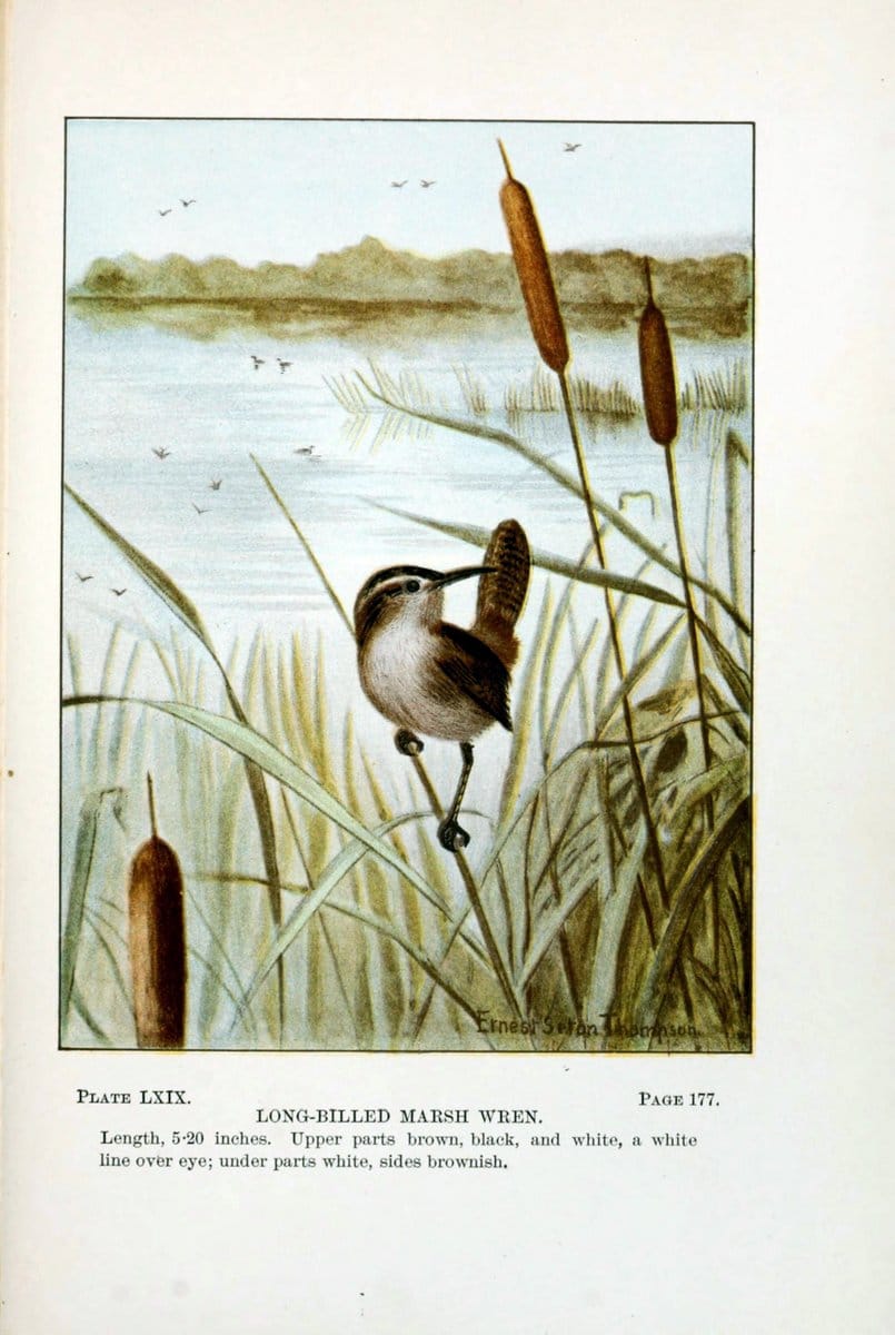 Bird-life : a guide to the study of our common birdsNew York :Appleton,1900. | Birds "Pictorial works" "United States" American Museum Natural History Library | Vintage Print Reproduction 462145