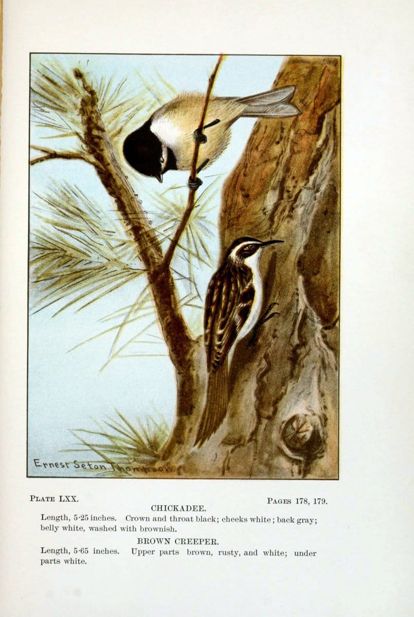 Bird-life : a guide to the study of our common birdsNew York :Appleton,1900. | Birds "Pictorial works" "United States" American Museum Natural History Library | Vintage Print Reproduction 462146