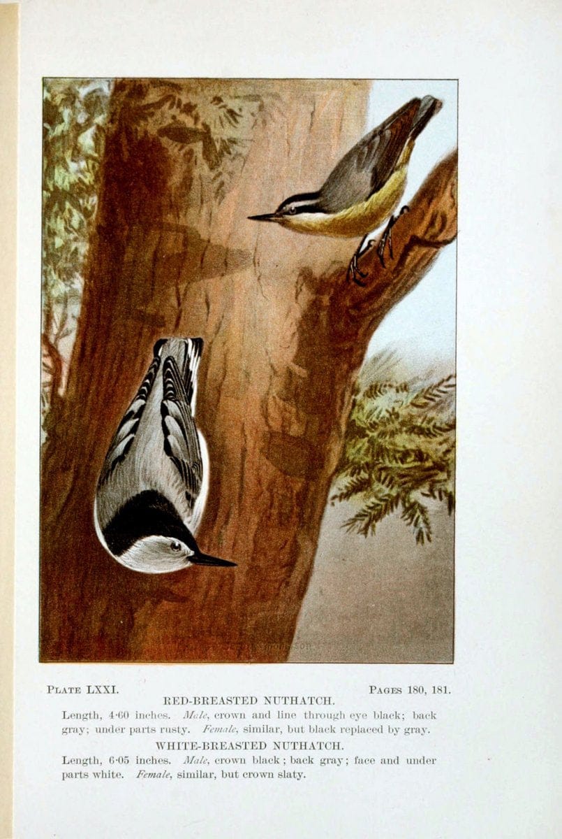 Bird-life : a guide to the study of our common birdsNew York :Appleton,1900. | Birds "Pictorial works" "United States" American Museum Natural History Library | Vintage Print Reproduction 462147
