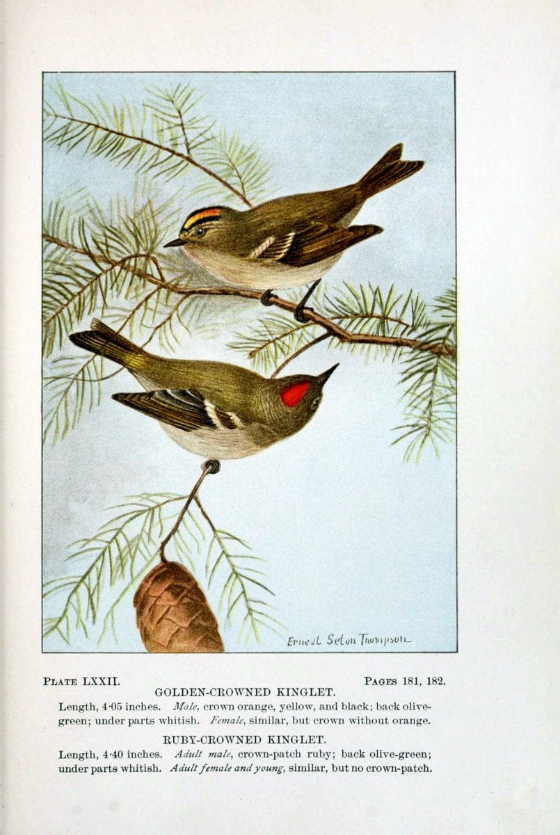 Bird-life : a guide to the study of our common birdsNew York :Appleton,1900. | Birds "Pictorial works" "United States" American Museum Natural History Library | Vintage Print Reproduction 462148