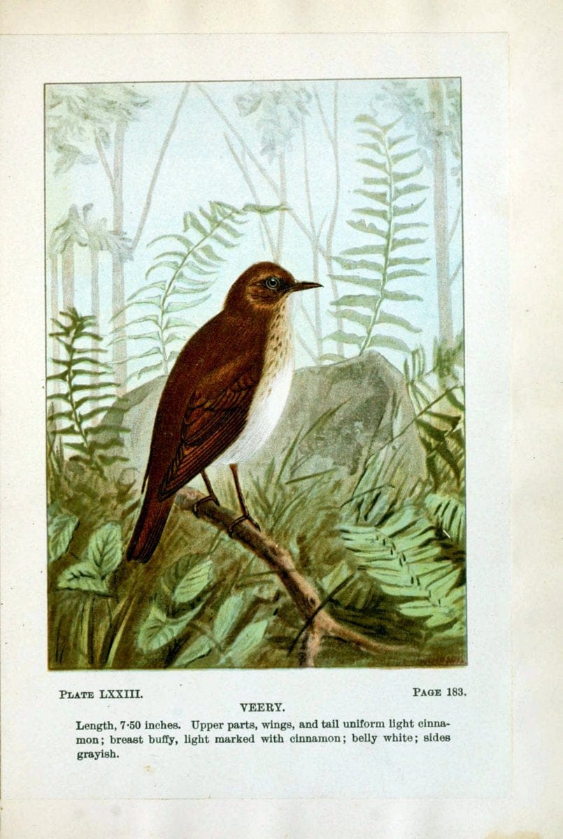 Bird-life : a guide to the study of our common birdsNew York :Appleton,1900. | Birds "Pictorial works" "United States" American Museum Natural History Library | Vintage Print Reproduction 462149