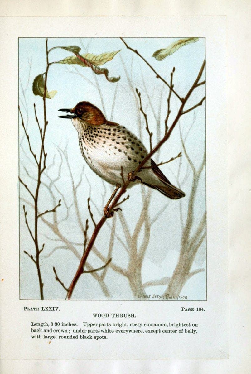 Bird-life : a guide to the study of our common birdsNew York :Appleton,1900. | Birds "Pictorial works" "United States" American Museum Natural History Library | Vintage Print Reproduction 462150