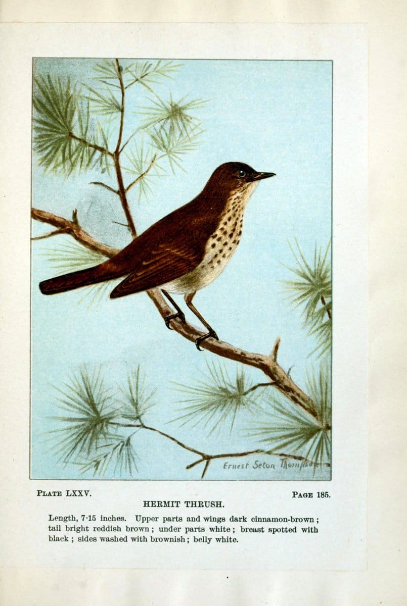 Bird-life : a guide to the study of our common birdsNew York :Appleton,1900. | Birds "Pictorial works" "United States" American Museum Natural History Library | Vintage Print Reproduction 462151