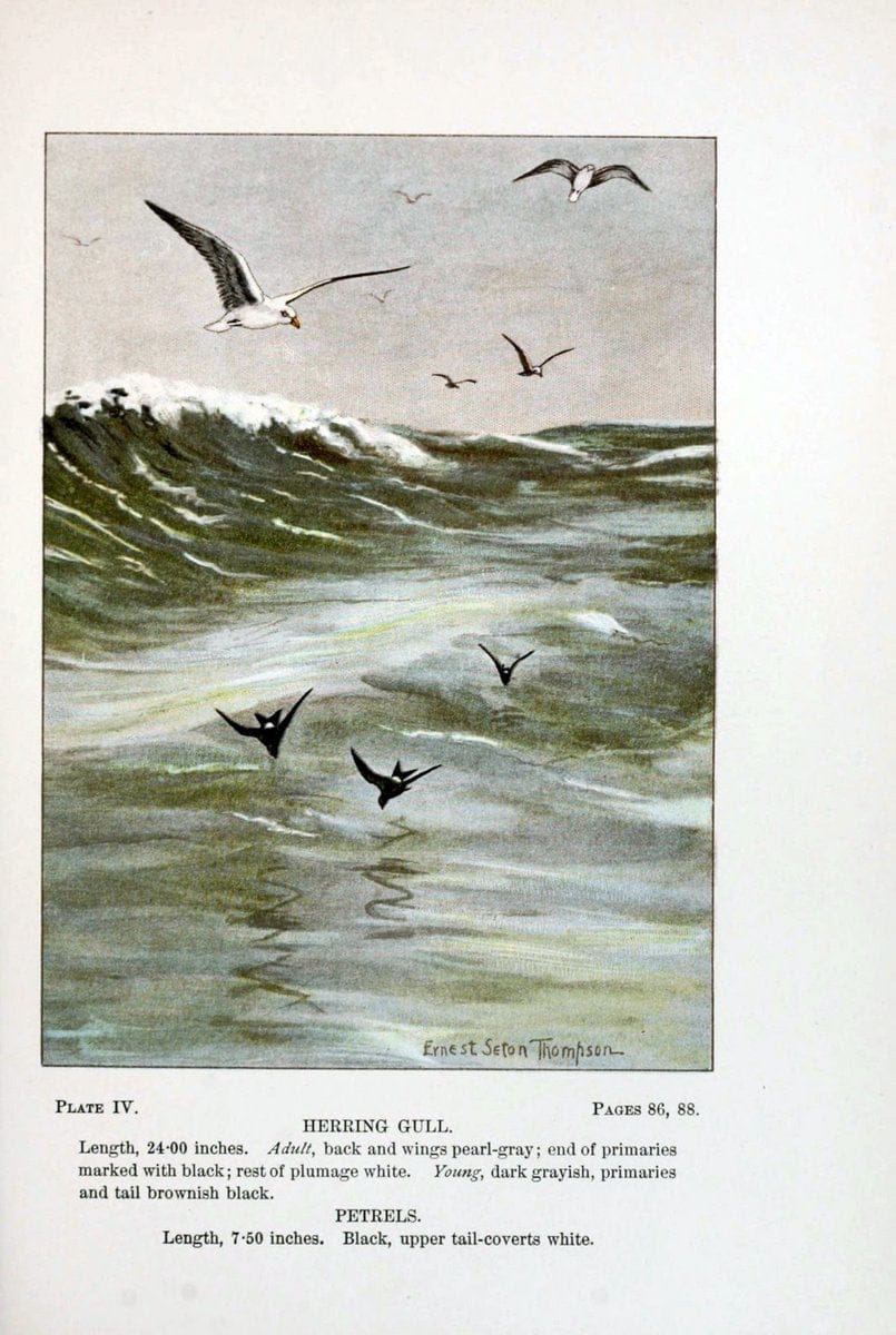 Bird-life : a guide to the study of our common birdsNew York :Appleton,1900. | Birds "Pictorial works" "United States" American Museum Natural History Library | Vintage Print Reproduction 462152