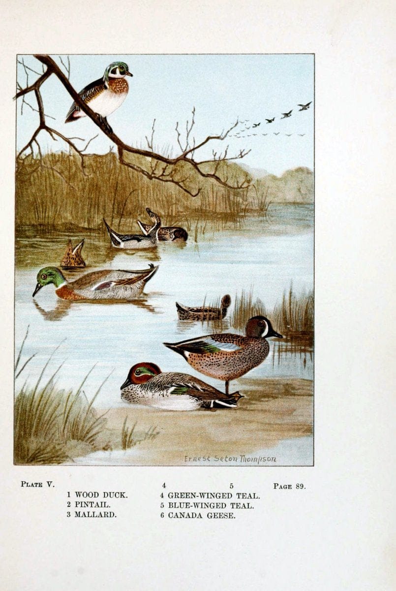 Bird-life : a guide to the study of our common birdsNew York :Appleton,1900. | Birds "Pictorial works" "United States" American Museum Natural History Library | Vintage Print Reproduction 462153