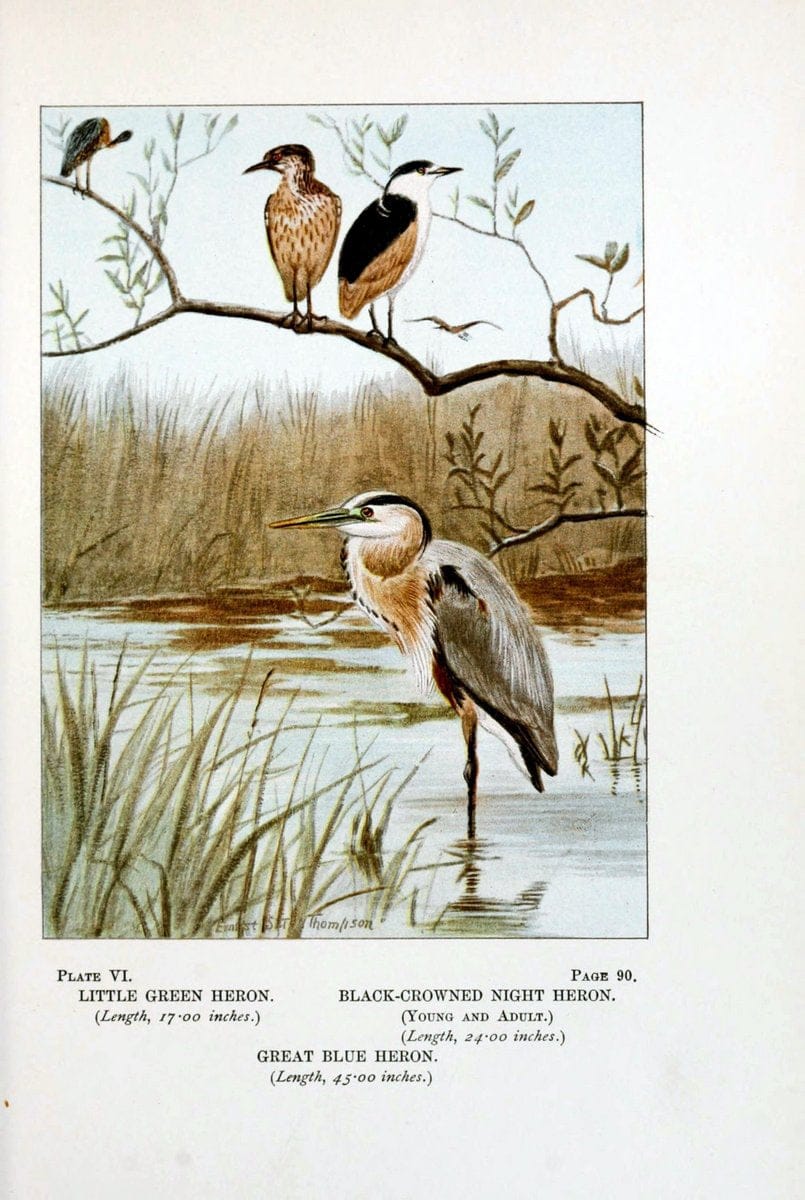 Bird-life : a guide to the study of our common birdsNew York :Appleton,1900. | Birds "Pictorial works" "United States" American Museum Natural History Library | Vintage Print Reproduction 462154