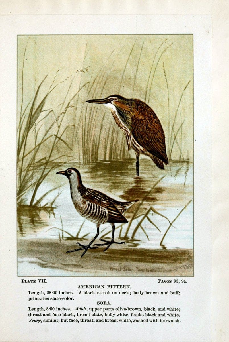 Bird-life : a guide to the study of our common birdsNew York :Appleton,1900. | Birds "Pictorial works" "United States" American Museum Natural History Library | Vintage Print Reproduction 462155