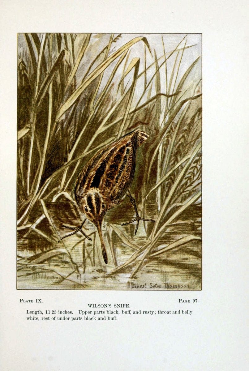 Bird-life : a guide to the study of our common birdsNew York :Appleton,1900. | Birds "Pictorial works" "United States" American Museum Natural History Library | Vintage Print Reproduction 462157