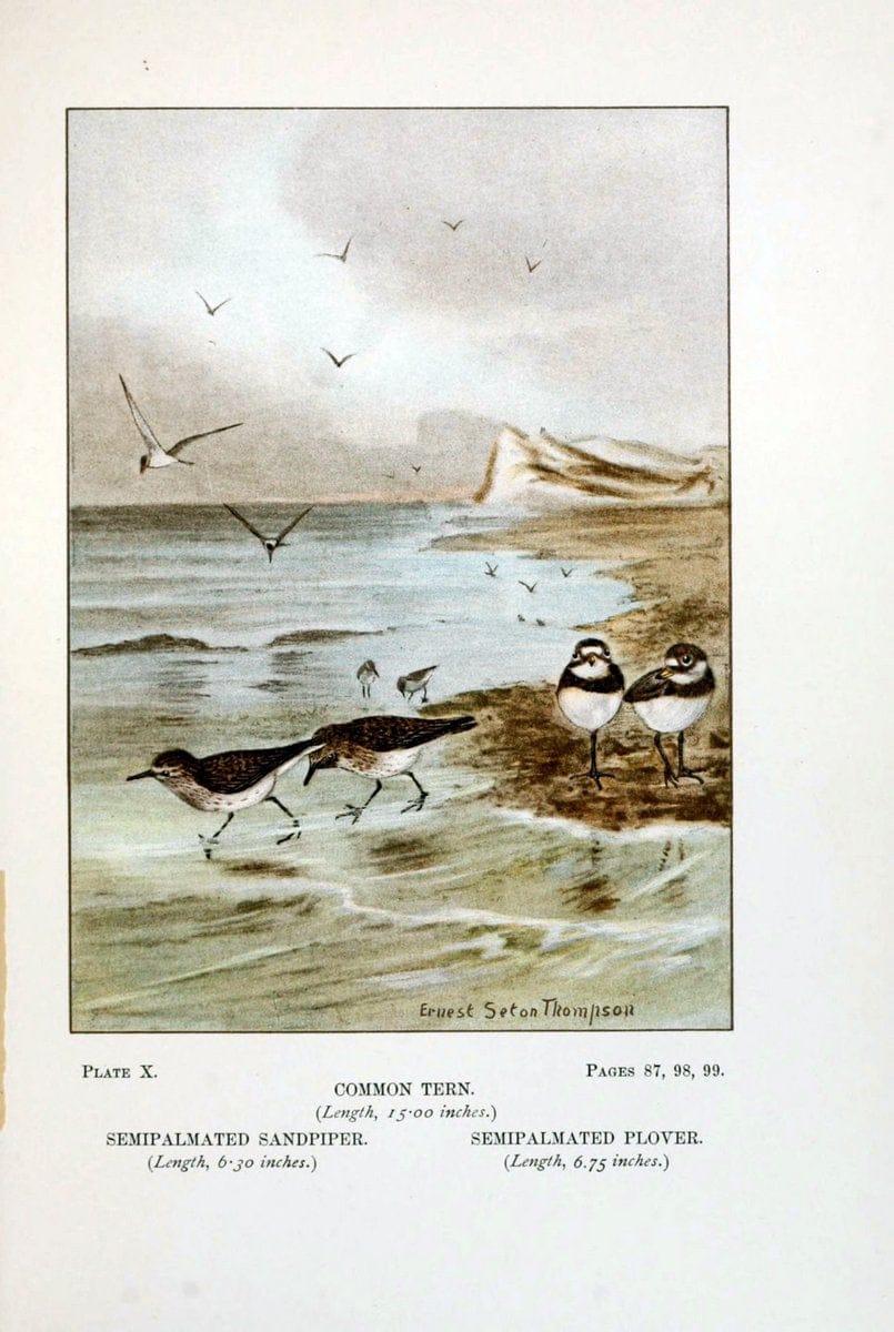 Bird-life : a guide to the study of our common birdsNew York :Appleton,1900. | Birds "Pictorial works" "United States" American Museum Natural History Library | Vintage Print Reproduction 462158