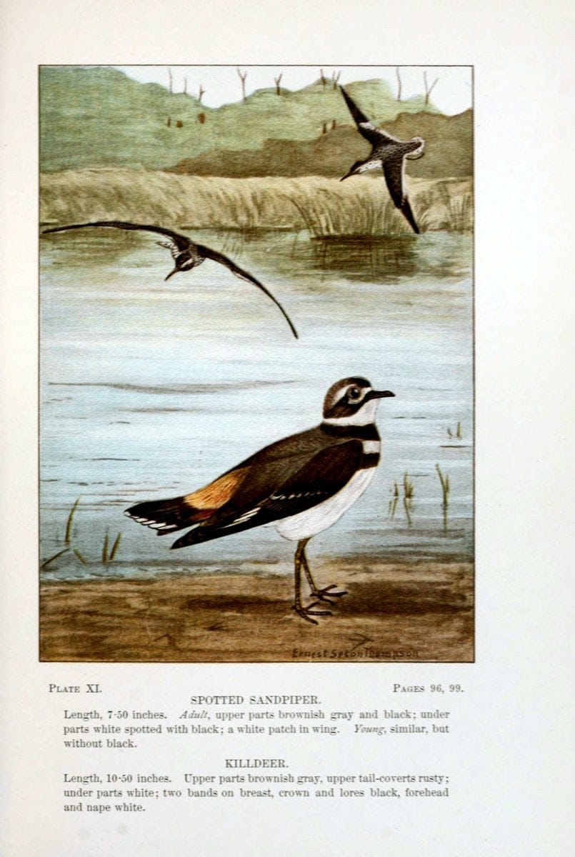 Bird-life : a guide to the study of our common birdsNew York :Appleton,1900. | Birds "Pictorial works" "United States" American Museum Natural History Library | Vintage Print Reproduction 462159