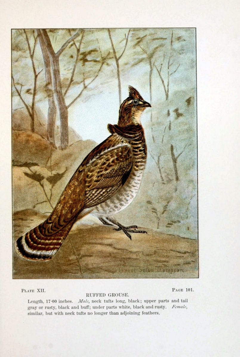 Bird-life : a guide to the study of our common birdsNew York :Appleton,1900. | Birds "Pictorial works" "United States" American Museum Natural History Library | Vintage Print Reproduction 462160
